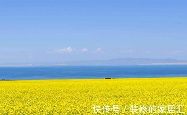 油菜花海|七月赏青海湖油菜花，湖水雪山，蓝天白云浑然一体，现在去也不晚