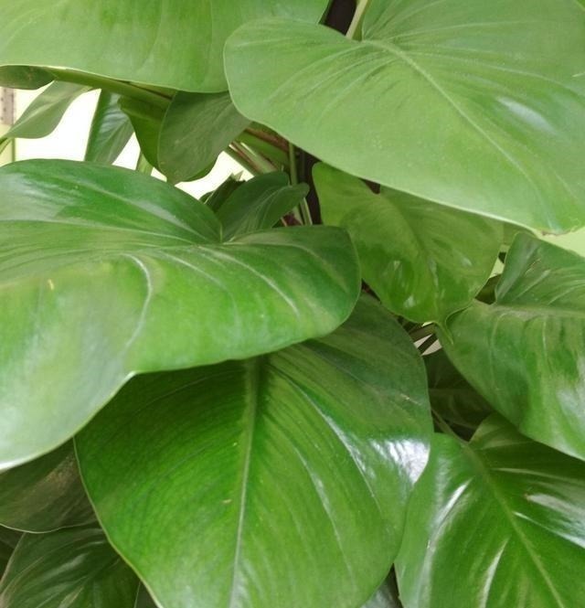 家里有养这5种花,别老是拿去晒太阳,容易晒出问题!