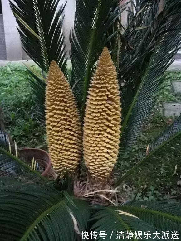 富贵竹|4种花有灵性,平时难开花,一有好事就开花!