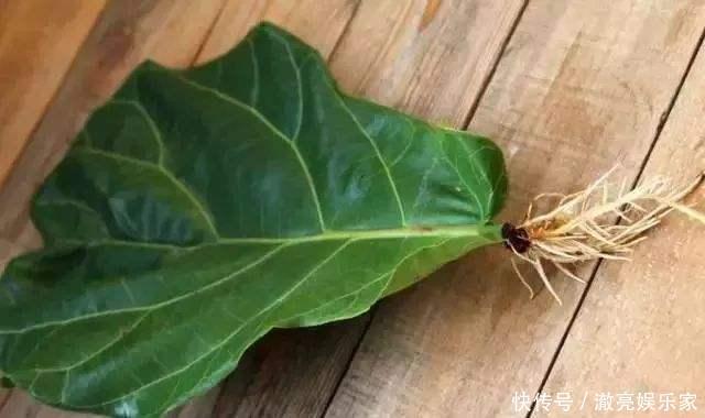 种花|3种花“太值钱”,不用去买,将“枝叶”拿来扦插,在4月就生根