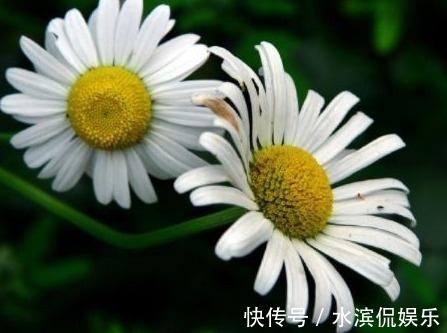 阳台|新手养花,不如养盆花中精品“土星王阳台”,丰腴婀娜,富贵祥瑞