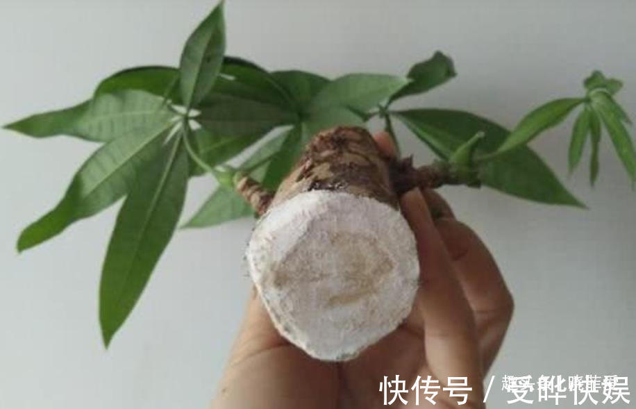 新根|4种“吉利花”,被水浇死了不要扔,简单处理又能长满盆