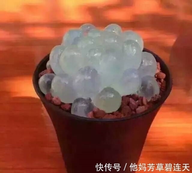 这个小盆栽居然卖600多万,快看看你家有没有!