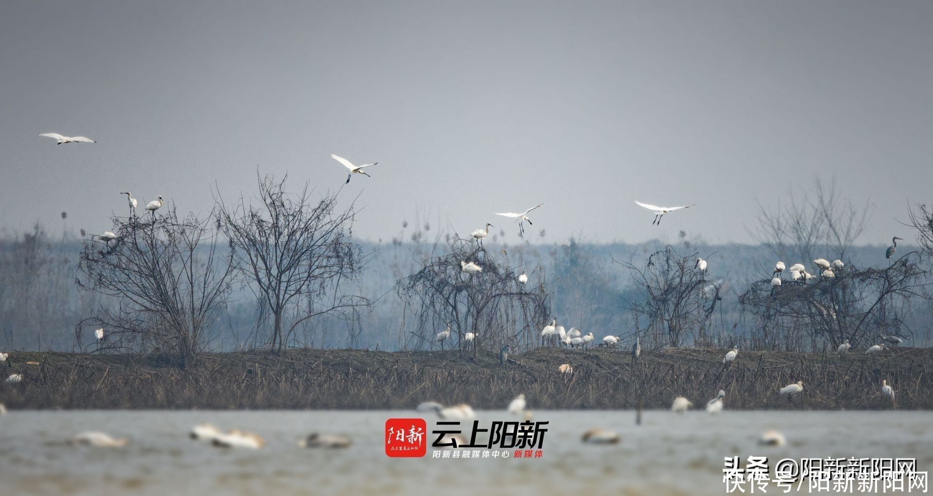 阳新荆头山惊现百雁齐鸣、万鹭同飞壮丽景观