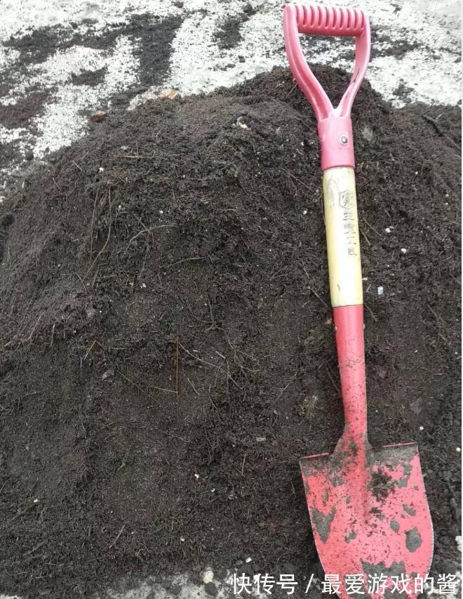 这样配土，月季不爆发才怪，你都了解过嘛