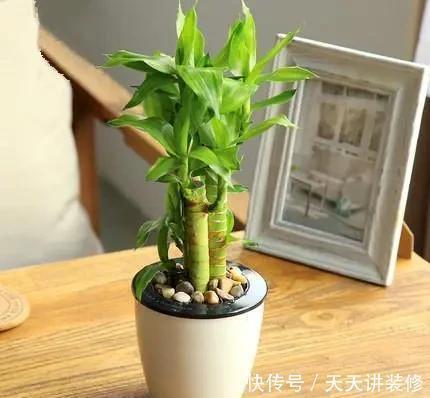 发财树|家里什么植物都可以不养,唯独这4种花万万要摆,身体越住越健康