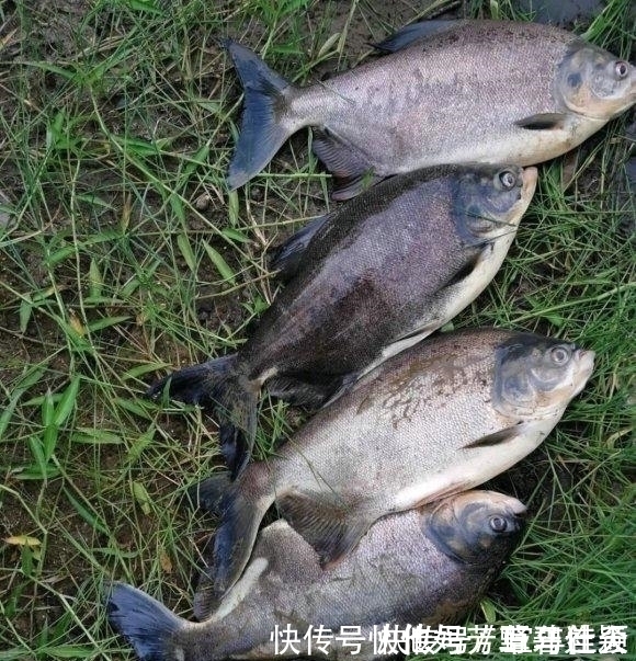 珠江入水口,洪水冲来大量“食人鲳”,牙齿尖锐,三五斤一条