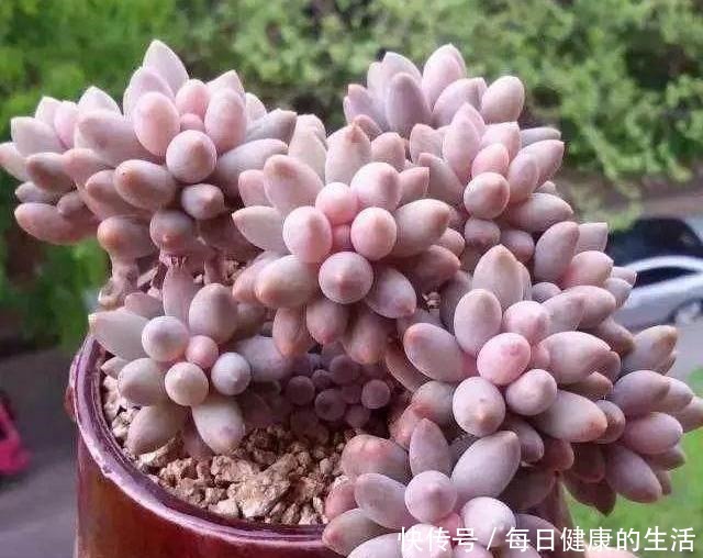 多肉惯着养,早晚变成“大白菜”,饥渴3个月,状态美成仙!