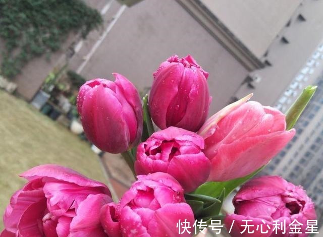 矾根|为了300㎡露台花园，毫不犹豫买了这房子，在城市屋顶过上田园生活！