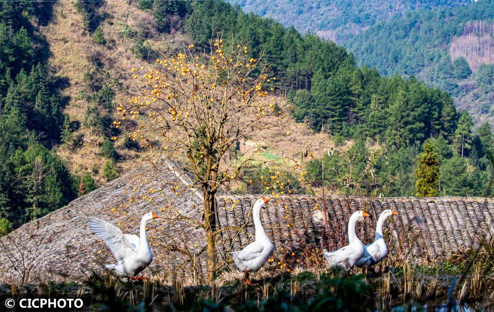 窑湾村|重庆南川：冬日乡村印象画