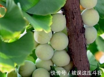 越漂亮的花越有毒。快来了解这18种“大毒化”。提高知识不吃亏