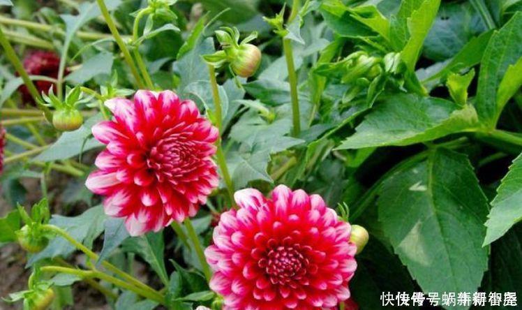 宫灯|最美4种花，一开就是300多天，堪称“开花机器”，养在阳台极美了