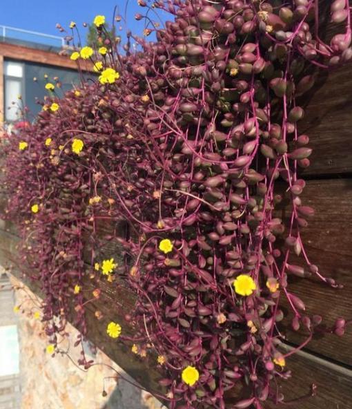 想要多肉瀑布就盆栽佛珠、紫玄月、玉缀，搁在窗台还能遮阴