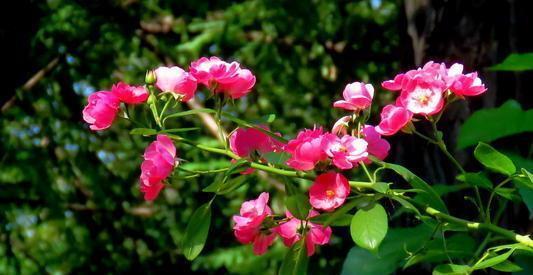盘点“6种”藤本月季,观赏价值十分高,值得养一盆在家中