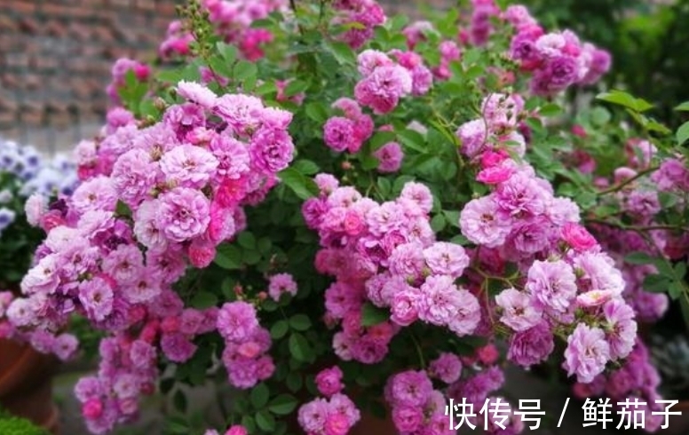 矢车菊矢车菊|家里就养“4种花”，漂亮花期长，开花多又美，一整年开花！