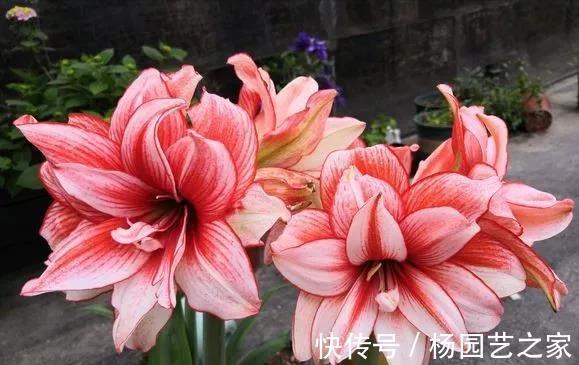 芍药|6种漂亮花,花比拳头大,家里养一棵,富贵自然来
