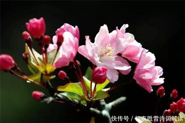 陆游!豪放派诗人词人,为什么大都钟爱海棠花,答案在陆游一句诗里