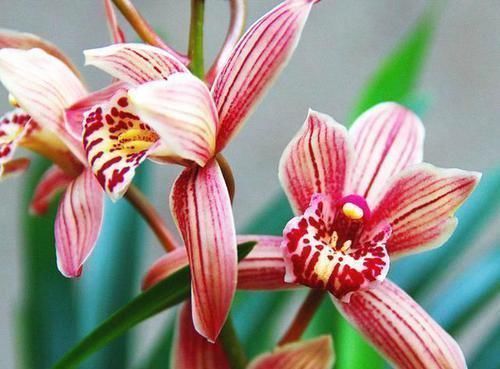 这款兰花号称“爆盆小能手”，花色妖娆，花香味最浓，现正值花期