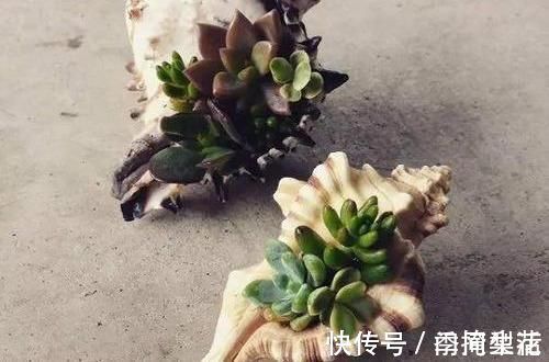 花盆|除了花盆之外,这些东西也是绝佳的养花神器,你用过吗?