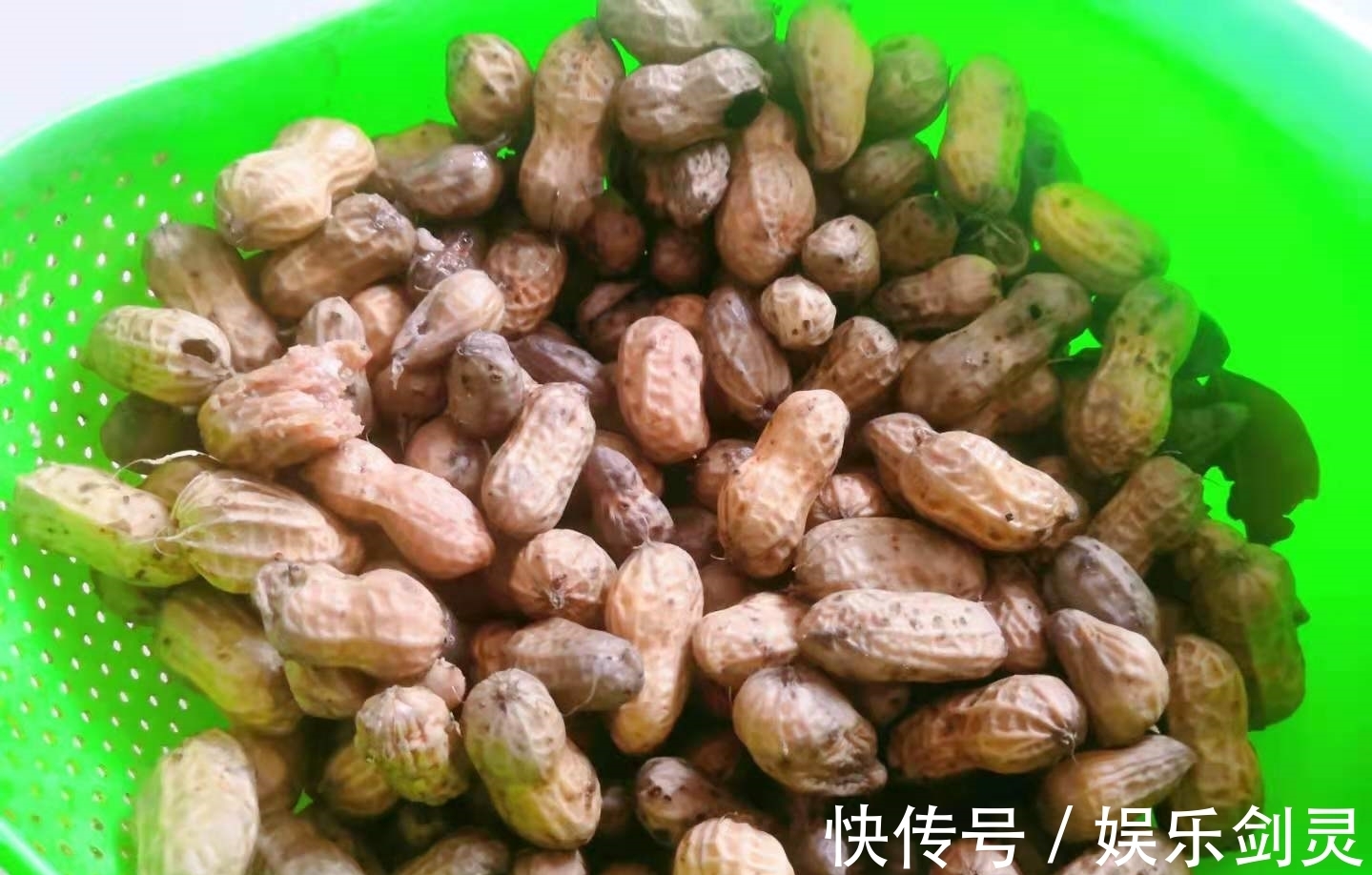 花生|入秋后，不管贫富，都别忘吃这果，蛋白质高又应时，常吃体质棒