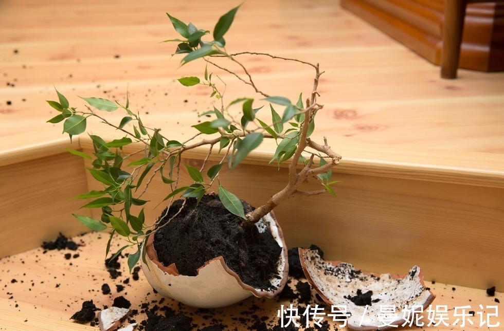 为了一盆花，家人关系彻底破裂，花有什么错？