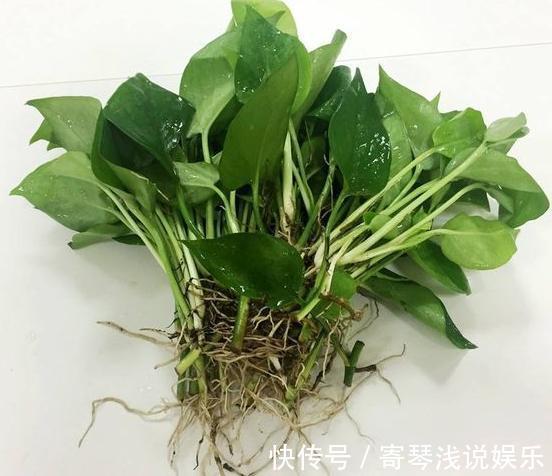 扦插绿萝：谨记这4步简单操作，生根速度快、爆盆效果好！