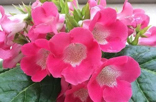 5种“阴暗花”，藏在角落里，年年自行繁殖，也能开成“仙花树”