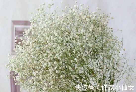 茉莉花|养花试试此几款,花开繁盛花香怡人,清新淡雅,散发迷人香味