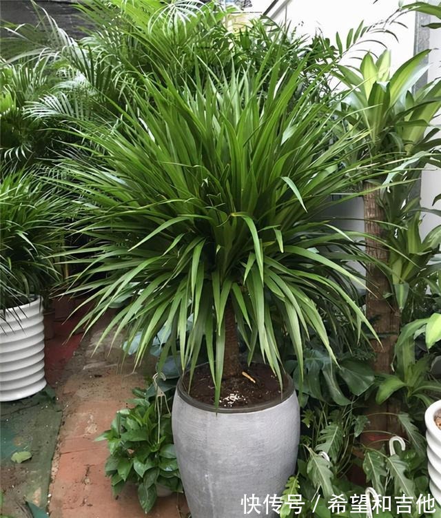 量天尺|霸气“镇宅花”,就选这6种,家里养一棵,子子孙孙,贵人辈出