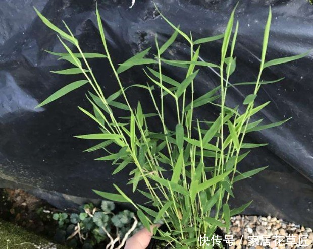 盆栽|雅致姬翠竹做景观盆栽，3个基本步骤做好了，爆盆更简单