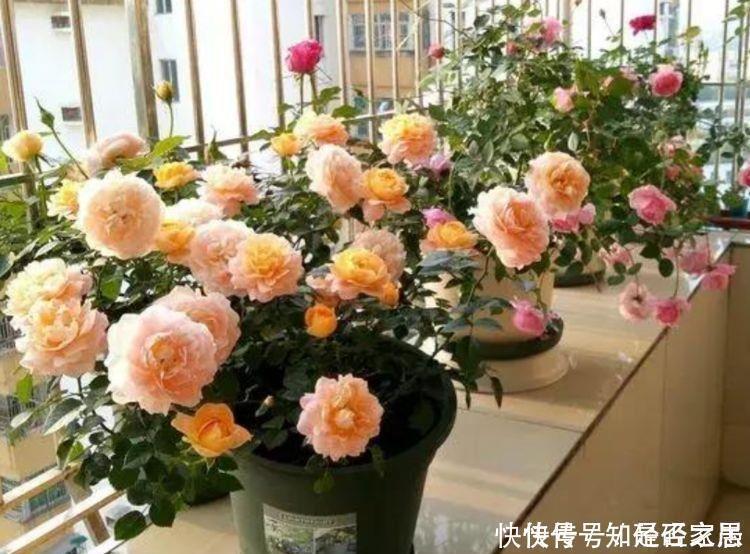 生命力|生命力顽强的4种花,生根快,沾土就活,7天就开花