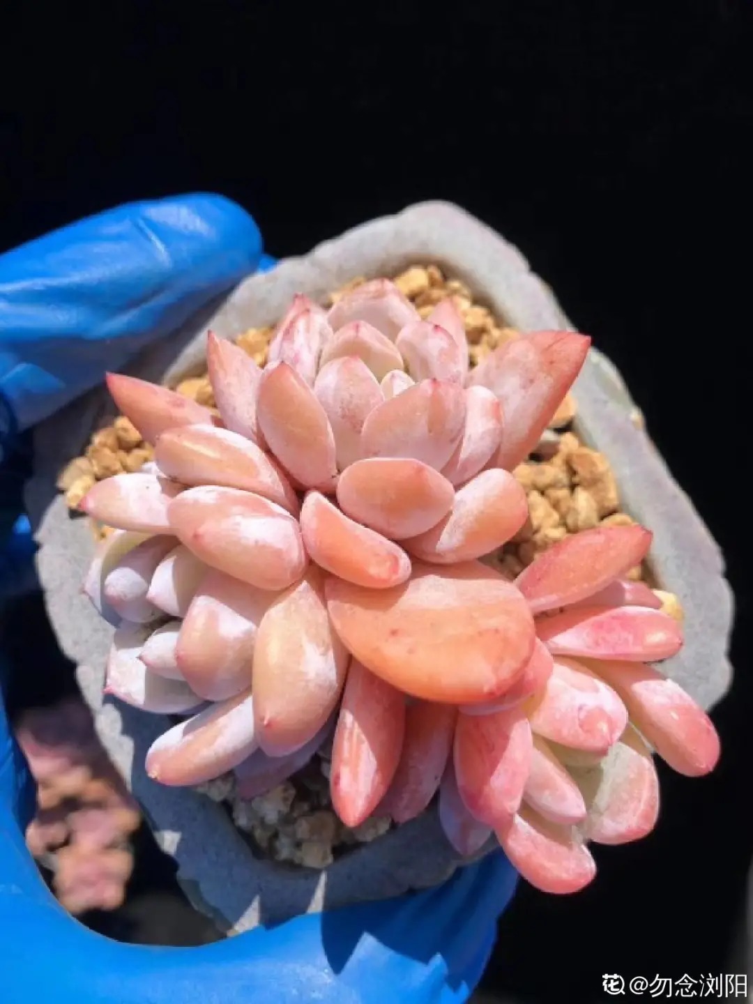 橙梦露|自从养了这8种多肉,我就没出过门,太“毒”了