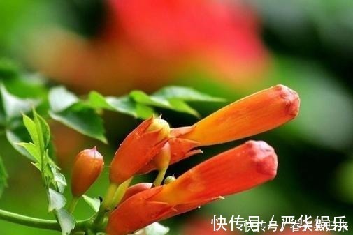 鲜花|此花是最为热情的母亲之花,是对母亲的爱,还是名花