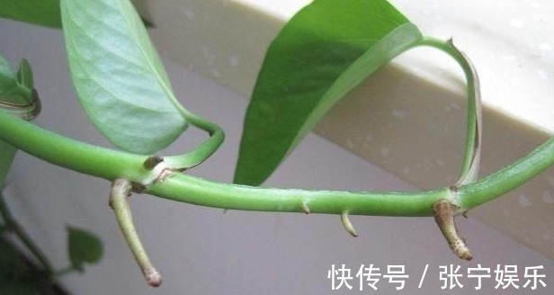 小机关|绿萝虎皮兰,有生长“小机关”,打开后叶子绿油油,生长猛