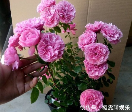 粉色|新手养花,不如养盆花中精品“香格里拉”,花开美艳,格外艳丽