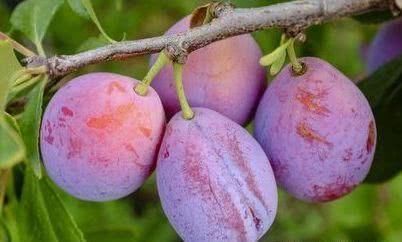 皮肤|营养很充足的食物,夏天多吃,皮肤白嫩,赶走便秘,越吃越年轻