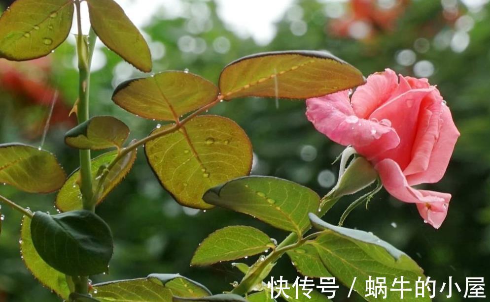 休眠|8种“漂亮花”,就怕暴雨天,淋雨就烂,赶紧搬到屋里去