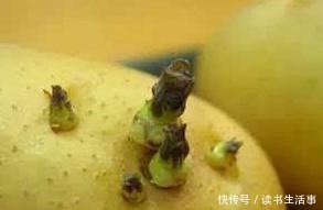这发芽的土豆到底能不能吃原来三十多年一直误解了,快叮嘱家人