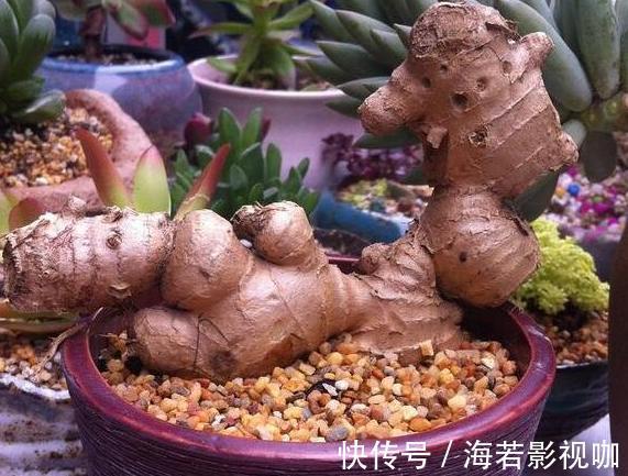 怕生姜涨价年年如此栽种一盆,开花能驱蚊蝇,结果多到吃不完