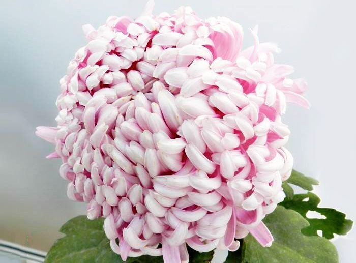 喜欢菊花,不如养盆花十八学士,似贵族少女,贵气十足,太美了!