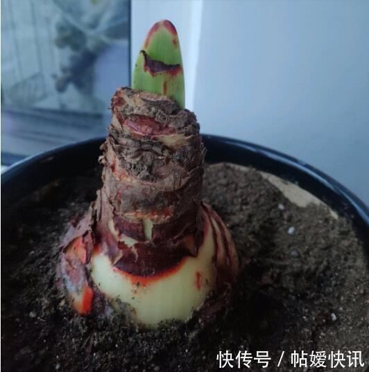 光照|春天养这花,花大如碗,独特漂亮,开完后,简单处理后 能再开花