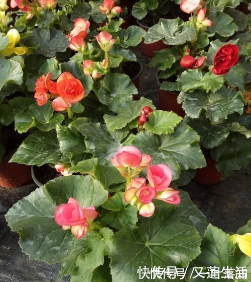 小花|这3种花碰上雨天要搬回家，一淋雨就烂根，再次复花不容易