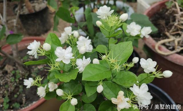 茉莉花养护“小诀窍”,小苗变大树,枝叶繁茂开花多,就差这几步