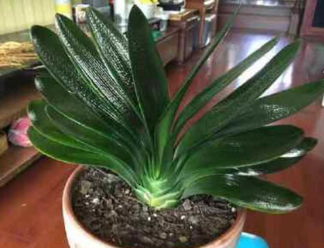 养君子兰做好关键这点,长得比大白菜还好,叶绿花艳一年开三次花