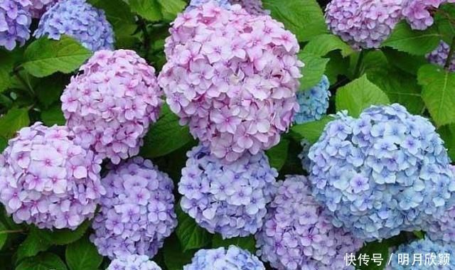 这几种花搬到阴凉地,遮阴养开花多,夏天就该这样养