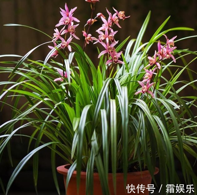 养兰花,浇水避开3个“敏感区”,兰根健壮,兰花长势旺!