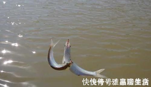 垂钓|手竿速钓白条好方法，牢记这些要点，白条连竿上，狂拉到手酸！