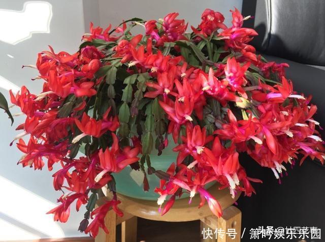 蟹爪兰叶子软塌,难复花,“根源”在这里,解决后重新饱满猛开花