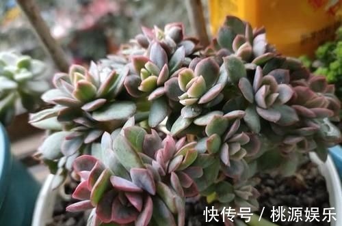 多肉没状态,三动作“虐一虐”,催出缀化感,养成老桩值上万块