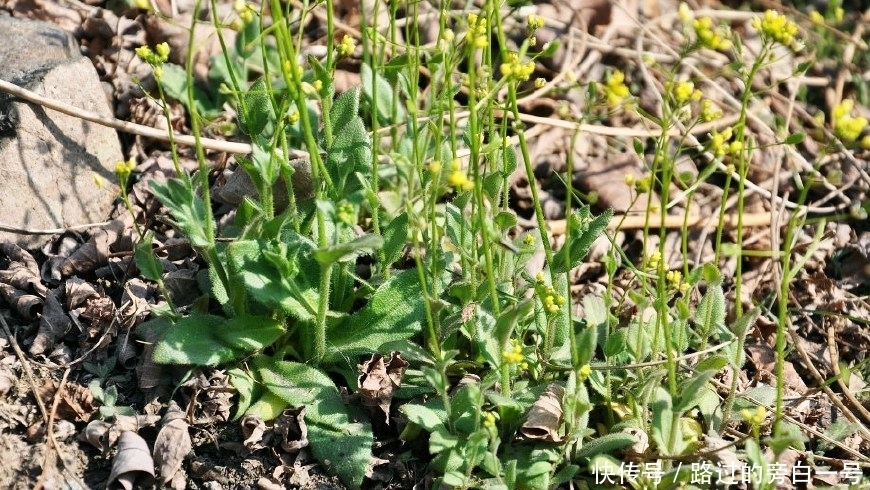 农村这种野草开小花,具有祛痰平喘的功效,很多人见过却不认识!